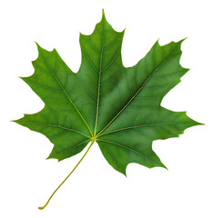 Fototapeta premium Majestic green maple leaf with detailed texture isolated on transparent background