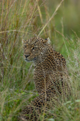 leopard in the grass