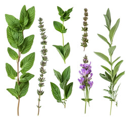 Naklejka premium Assorted fresh herbs arranged for culinary use isolated on transparent background