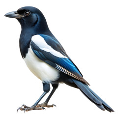 Fototapeta premium magpie isolated on white background