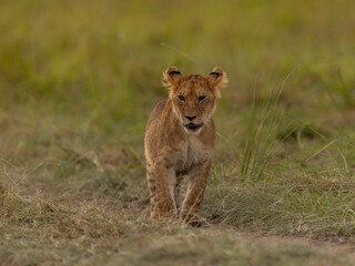 LIONS