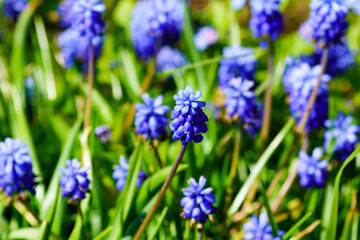 Obraz premium The blue flowers forget-me-not plant.