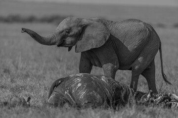 ELEPHANT MOURNING