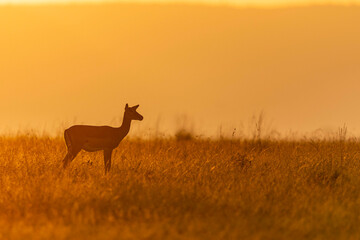 deer in the field