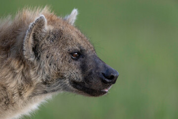 HYENA