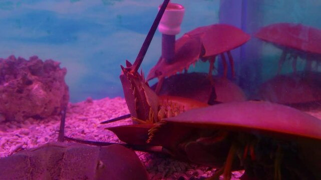 Horseshoe crab in a puddle of water lives upside down in an aquarium.