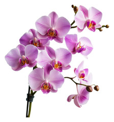 Beautiful purple orchids in delicate bloom isolated on transparent background