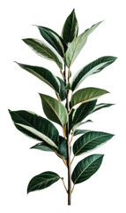 Elegant green leaf branch on a white background isolated on transparent background