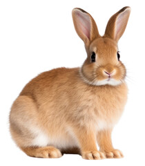 Obraz premium PNG Animal mammal rodent rabbit.