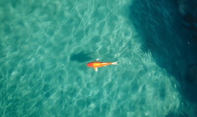 Obraz premium beautiful koi swimming in the clear water, Generative AI