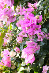 blooming bougainvillea tree in a garden, floral background 