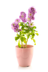 pink matthiola flowers isolated on a white background