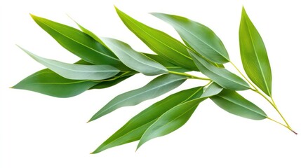 Obraz premium Eucalyptus green leaves on a white background , Eucalyptus, green, leaves, foliage, nature, botanical, plant, fresh, vibrant