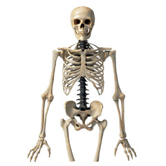 Detailed human skeleton model illustration. transparent background
