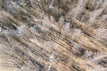 spring forest in bright sunny day. long shadows of bare trees on ground. aerial top view.