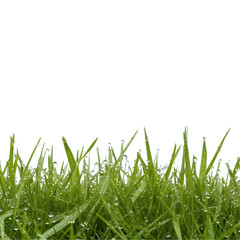 Fototapeta premium Fresh green grass with morning dew glistening in the sunlight. transparent background