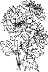 Dahlia flower outline drawing