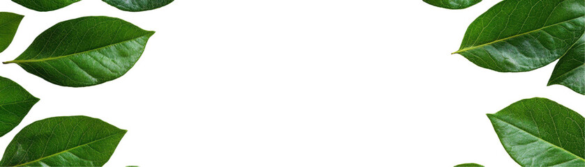 Obraz premium Lush green leaves framing a natural backdrop. transparent background