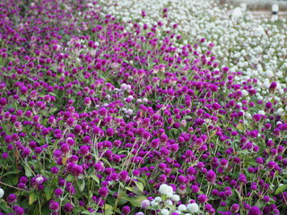 Globe Amaranth Purple and white are planted separately. Bachelor Button full bloom in the garden. Gomphrena globosa is herbaceous plant. Flowers are in round clusters. long-lasting flowers. Blooms thr