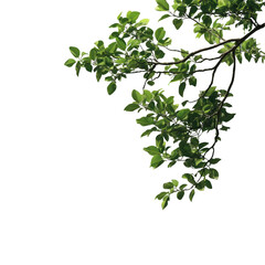 Lush green leaves on a branching stem. transparent background