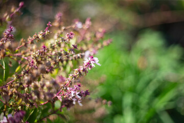 Close up of fresh basil flowers in the garden, selective focus