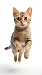 Obraz premium Isolated leap shorthair cat on a clear background cutout
