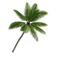Obraz premium Lush tropical palm tree with vibrant green leaves showcasing nature's beauty. transparent background