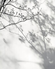 Silhouette of tree branches and shadows cast on a white wall.