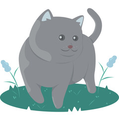 Cute British Shorthair cat