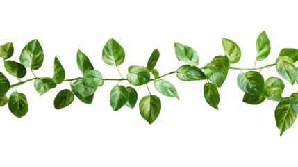 green leaves isolated on transparent white background, clipping path
