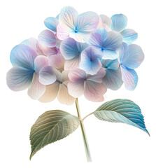 Soft pastel hydrangea blooms in gentle light isolated on transparent background