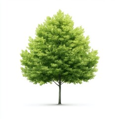 Lush green tree serene nature setting botanical still life isolated environment eye-level view natural beauty