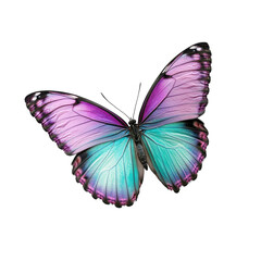 Vibrant butterfly with colorful wings displayed. transparent background