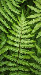 Closeup of Lush Green Fern Leaves - Phone Wallpaper