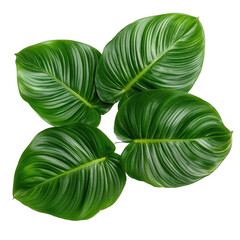Vibrant green tropical leaves arranged beautifully. transparent background