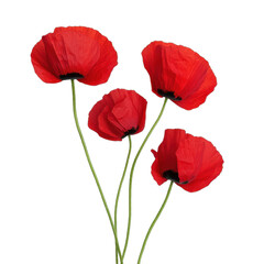 Naklejka premium Vibrant red flowers with delicate petals. transparent background