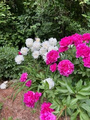 Summer Flowers