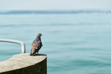 Taube im Hafen am Ufer des Bodensees bei Meersburg. Textfreiraum auf der rechten Seite.