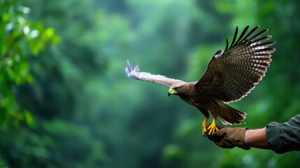 Conservationist Releasing a Rehabilitated Bird in a Natural Habitat