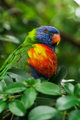 Vibrant Australian Rainbow Lorikeet perched among lush green foliage