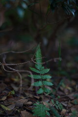 A dark green leaf on the ground with a blurred background
