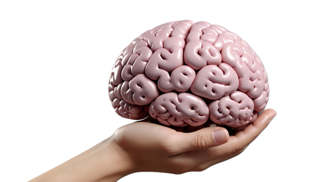 Composition of hands holding brain on transparent background with copy space. Medical services, healthcare and health awareness concept.