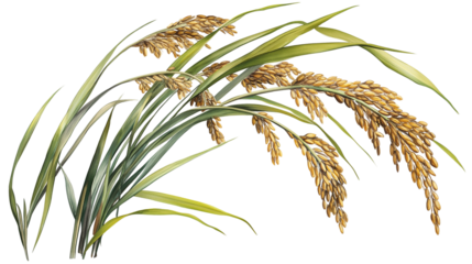 cluster of fully ripened rice plants with golden grains and green leaves isolated on transparent white background, clipping path