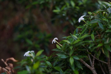 Small white flowers with a blurred ground background