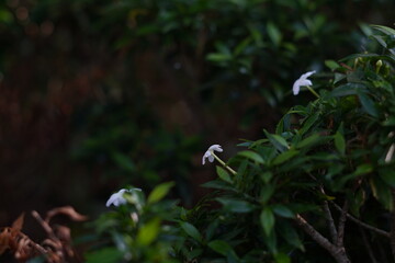Small white flowers with a blurred ground background
