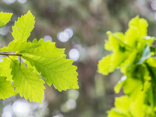 Oak branches with green and yellow leaves in autumn park.