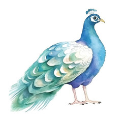 watercolors A vibrant peacock illustration 