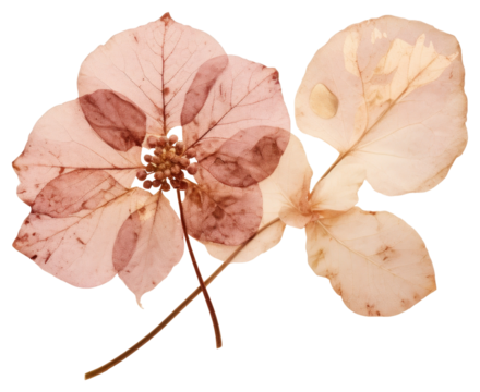 PNG Real Pressed a hortensia texture flower leaves.