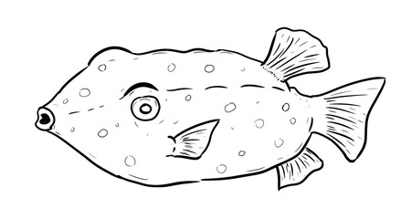 boxfish  digital illustration drawing isolated
