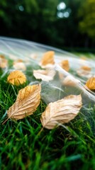 Autumn Leaves on Sheer Fabric  Fall Foliage  Grass  Nature Photography